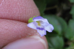 Dopatrium lobelioides